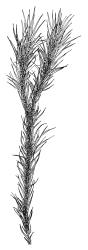 Campylopus clavatus, shoot, moist. Drawn from A.J. Fife 6327, CHR 103424.
 Image: R.C. Wagstaff © Landcare Research 2018 